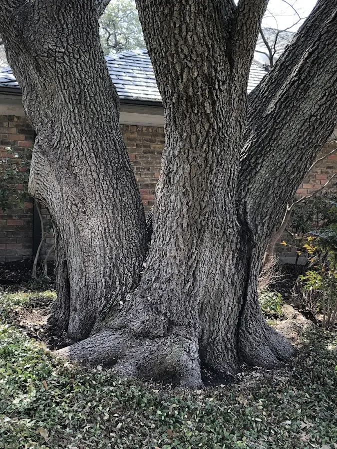 Mature heritage tree close to a Union property cared for by certified arborists
